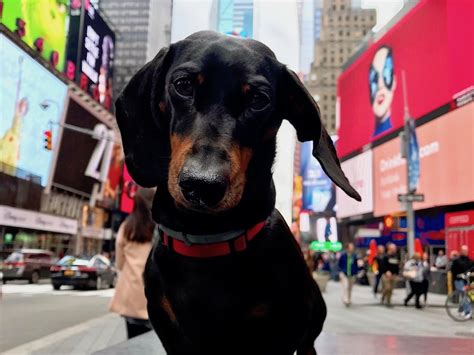Puppies in new york. Things To Know About Puppies in new york. 